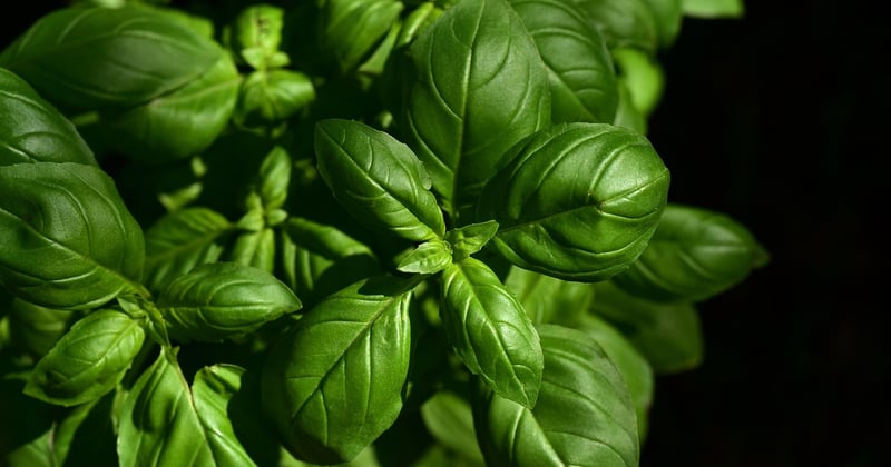 Les spécialités culinaires à ne pas manquer en Italie : le guide gourmand