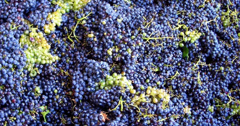 La saison idéale : vendanges, festivals et périodes creuses